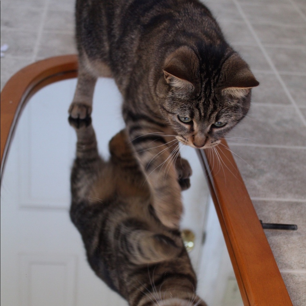 Meet your Posher, Jayden